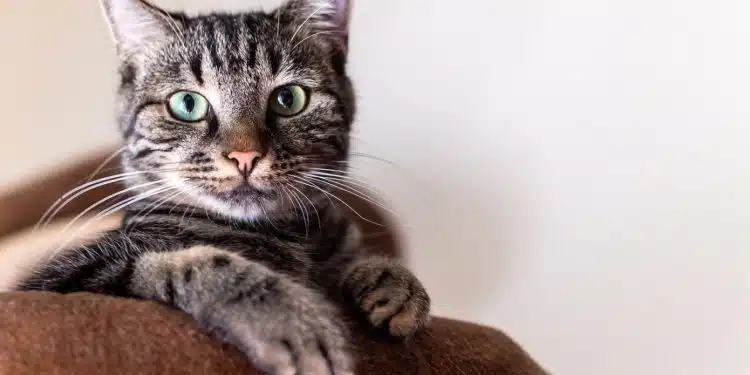 Comment choisir les croquettes adaptées aux besoins des chats stérilisés ?