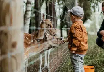 un petit garçon au zoo