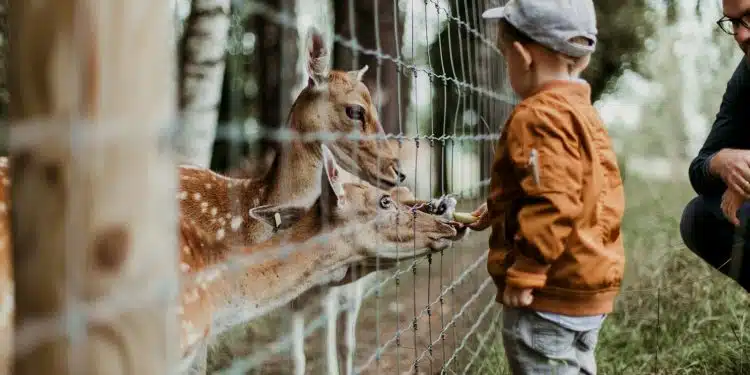 un petit garçon au zoo