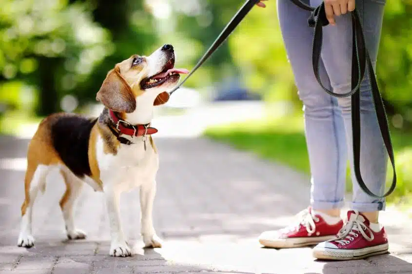 Colliers pour chiens